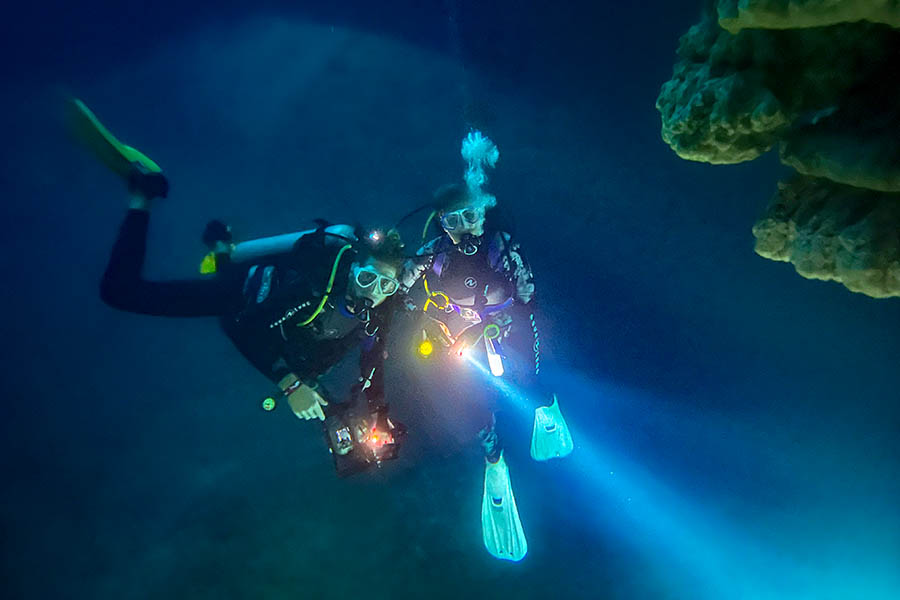   Dive into the fascinating underwater world of the Caribbean